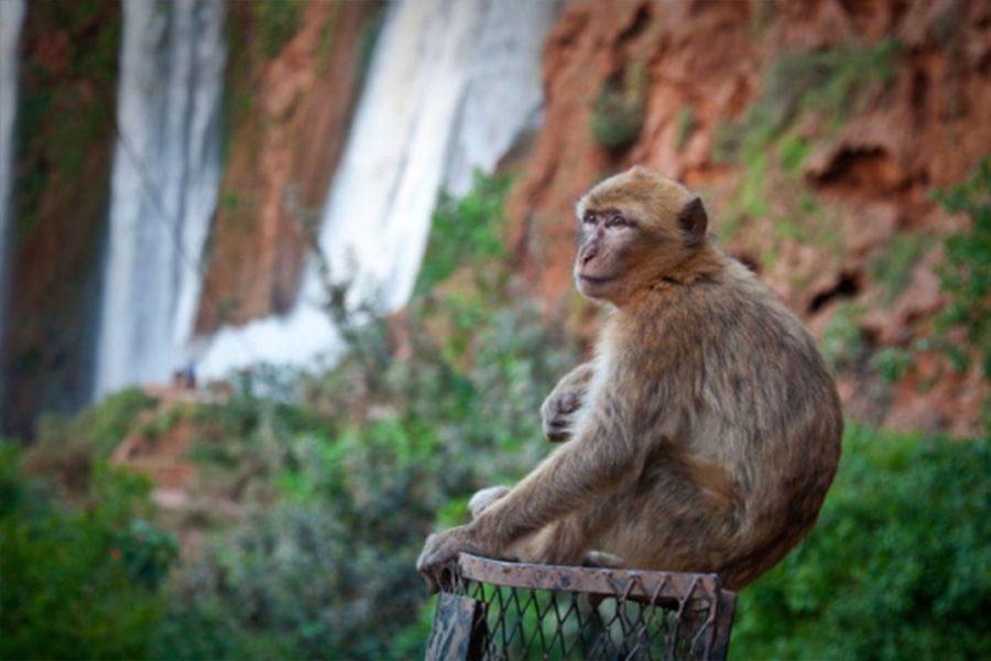 Guided Hike and Boat Tour to Ouzoud Waterfalls